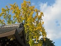 拝殿の屋根と黄葉したイチョウ