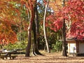 森の文庫と紅葉