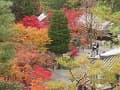 見下ろす境内の紅葉