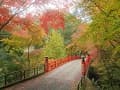 鳥居橋と紅葉