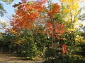 福壽稲荷神社付近の紅葉