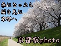 京都桜photo