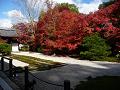 本堂前庭の紅葉