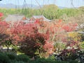 望京の丘から見る紅葉と諸堂
