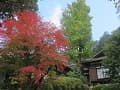 紅葉と書院