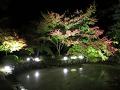 夜の池と紅葉