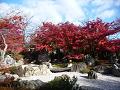 枯山水庭園の紅葉2