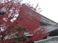 屋根と紅葉
