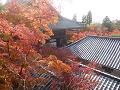 紅葉とお堂の屋根