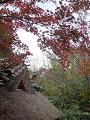 茅葺屋根と紅葉