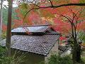 瓦屋根と紅葉