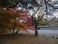 京都御所の塀と紅葉