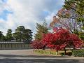 京都御所の塀と紅葉2