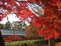 京都迎賓館の塀と紅葉