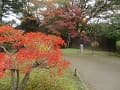 閑院宮邸跡のドウダンツツジの紅葉