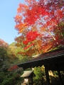 手水舎の屋根と紅葉