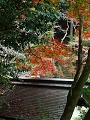 手水屋の屋根と紅葉