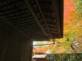 本堂の屋根と紅葉