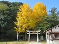 高良神社のイチョウの黄葉