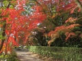 通路と紅葉