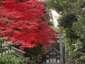 鳥居と紅葉