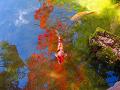 池に映る紅葉と鯉