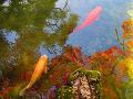 池に映る紅葉と鯉2