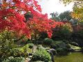 平安の庭の池と紅葉4