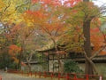 塀際の紅葉