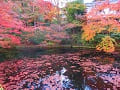 成就院近くの池と紅葉