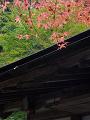 屋根の上の紅葉
