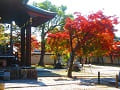 三菩薩堂と紅葉