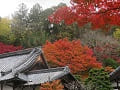 お堂の屋根と紅葉