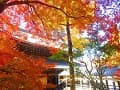 法堂と紅葉と黄葉