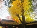 黄葉したイチョウと手水屋の屋根