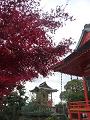 山城えびす神社と紅葉