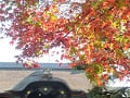 総門の屋根と紅葉