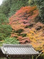 手水屋の屋根と紅葉