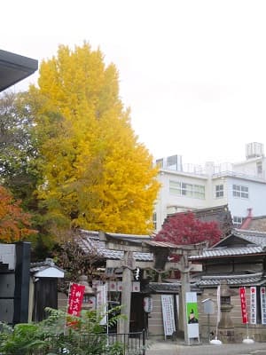 黄葉したイチョウ