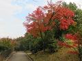 船岡山の紅葉