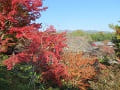 望京の丘から見る紅葉